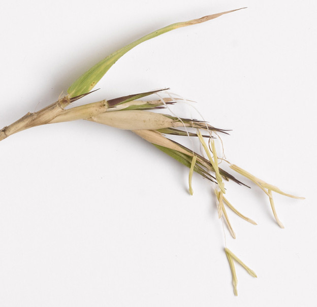 Flowering bamboo Know Our Plants