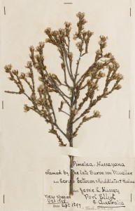 AD96920168 Pimelea phylicoides