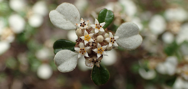Stenanthemum leucophractum