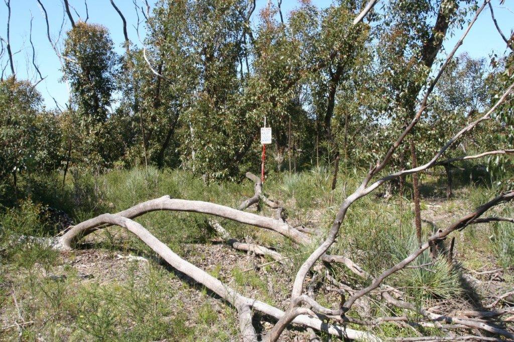 Fire blog 6 The eucalypts will be back Know Our Plants